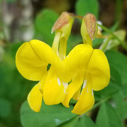 Strauchwicke / Hippocrepis emerus